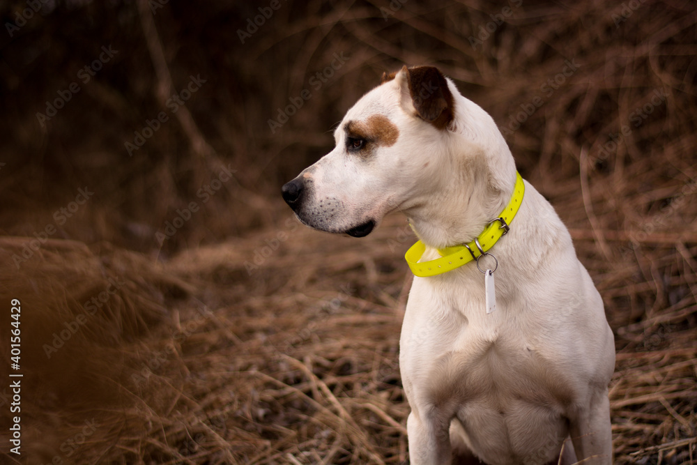 Beautiful american pitbull terrier, dog winter portrait, bad weather, mud, electronic collar