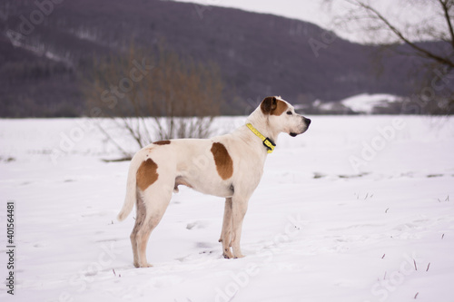 Fototapeta Naklejka Na Ścianę i Meble -  Beautiful american pitbull terrier with ecollar, dog winter portrait