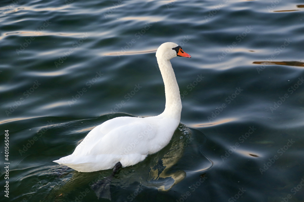 Fototapeta premium white swan on the water