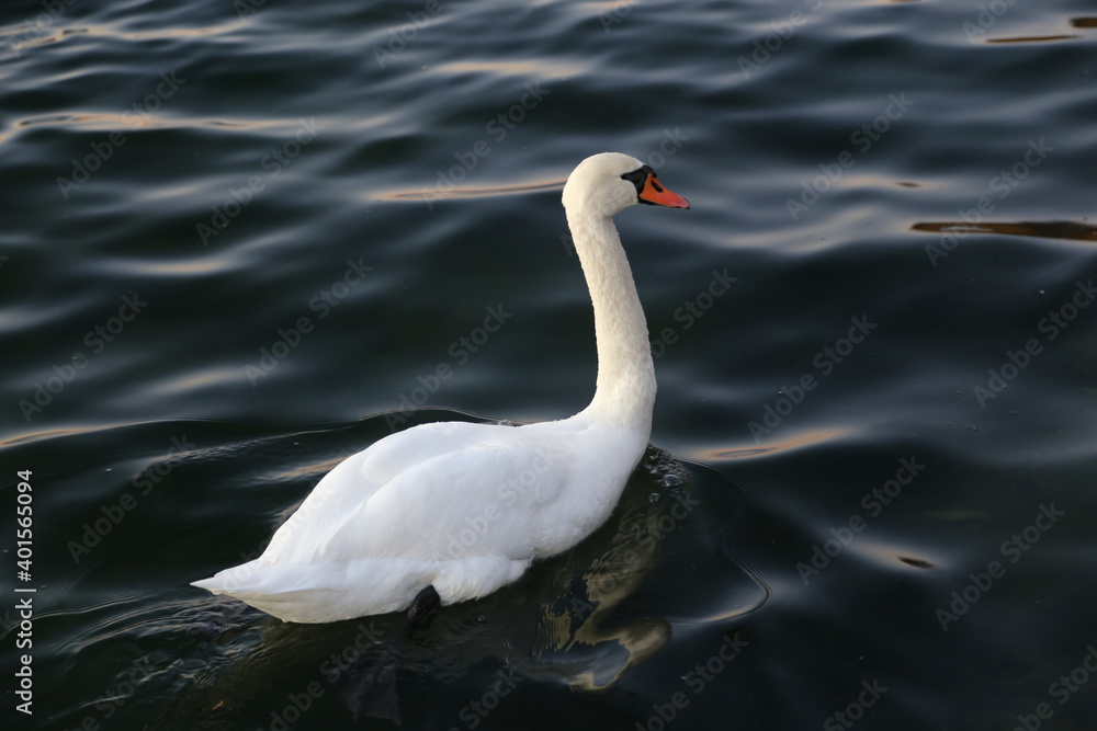 swan on the water swan on the water