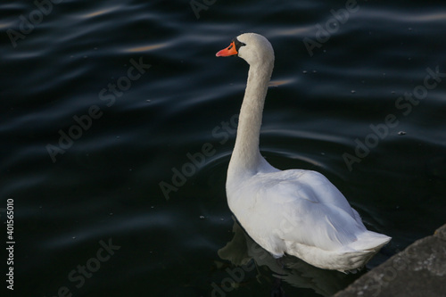 Elegant swan swimming on Maschsee Lake in Hannover, Germany