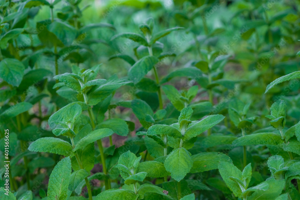 Fragrant Mint, grown in the home garden. Green mint background. Fragrant Mint, grown in the home garden. Green mint background.