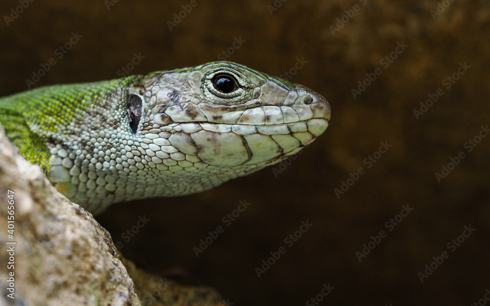 Smaragdeidechse, Lacerta viridis, Eidechse Smaragdeidechse, Lacerta viridis, Eidechse