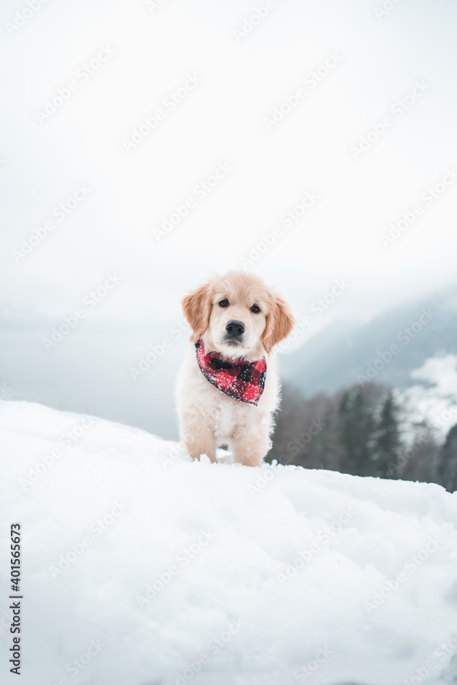 Golden retriever cute puppy with bandana