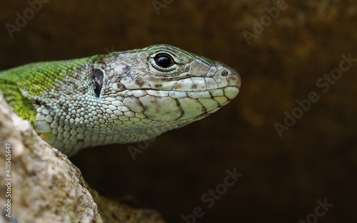 Smaragdeidechse   Lacerta viridis  Eidechse