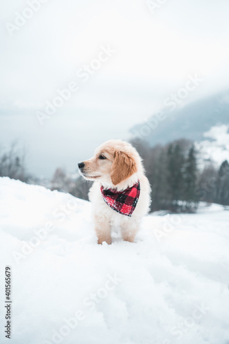 golden retriever with a bandana in the snow