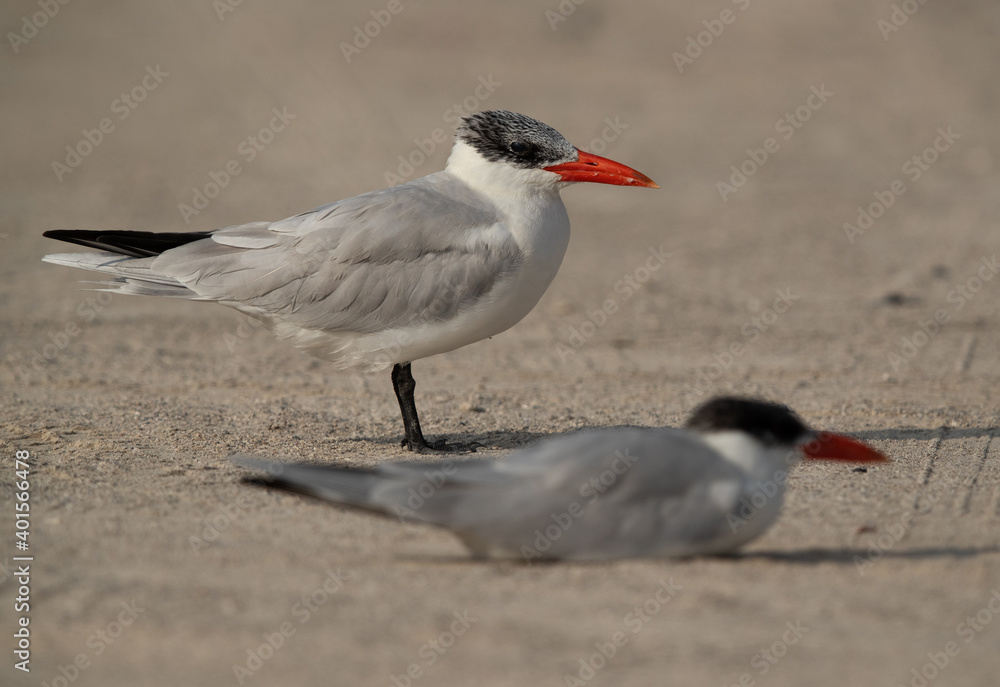 Fototapeta premium Caspian terns resting at Busaiteen coast, Bahrain