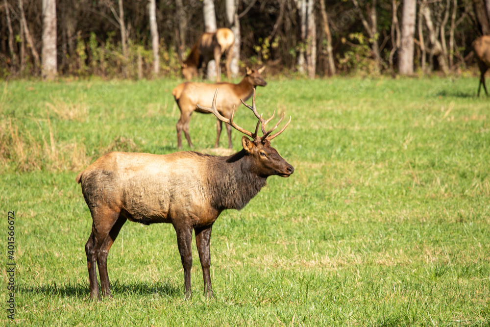 Male Elk With Female Behind Him In Smoky Mountains Male Elk With Female Behind Him In Smoky Mountains