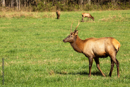Male Elk Walking In Field In Smoky Mountains National Park