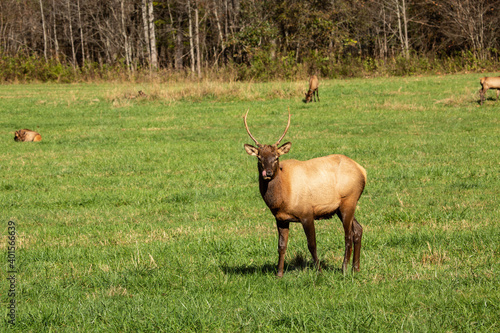 Young Male Elk With Tongue Out In Smoky Mountains