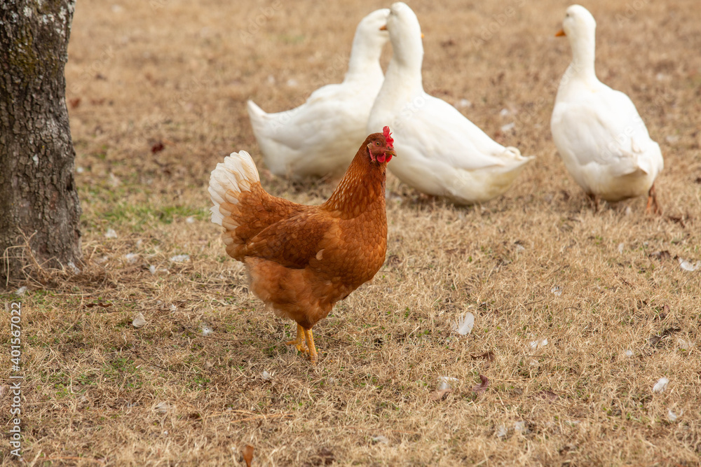 Fototapeta premium Farm Chicken and Pekin White Ducks