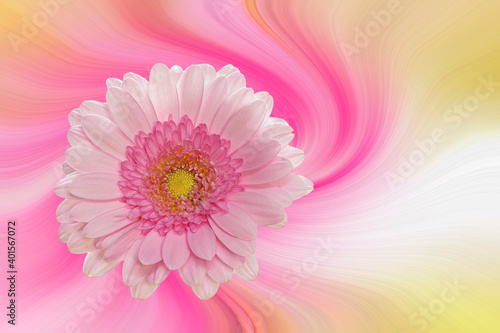 Pink gerbera against a colorful abstract background