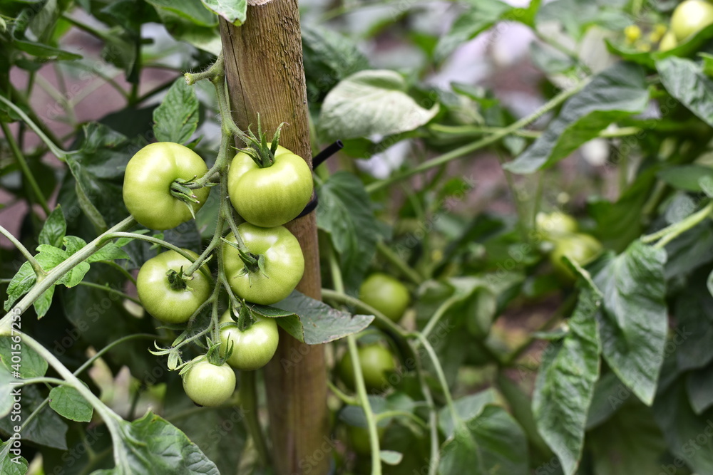 Vegetables grow and harvest in your garden.
For healthy foods in nature. Vegetables grow and harvest in your garden.
For healthy foods in nature.