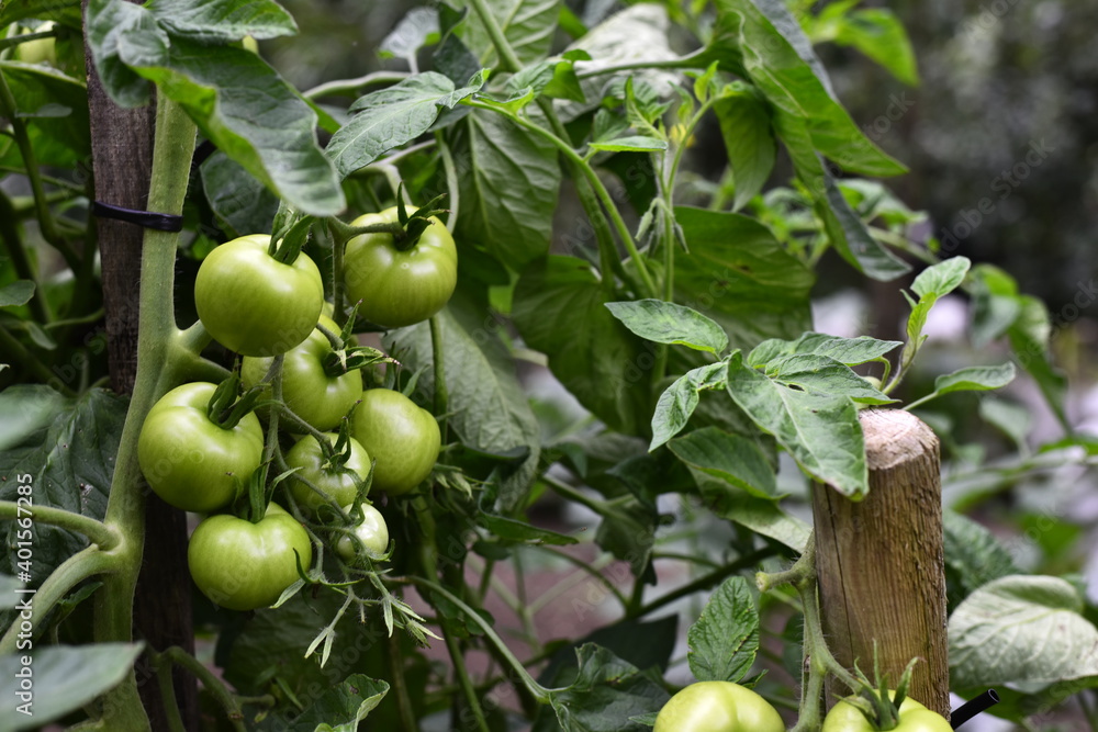 Vegetables grow and harvest in your garden.
For healthy foods in nature.