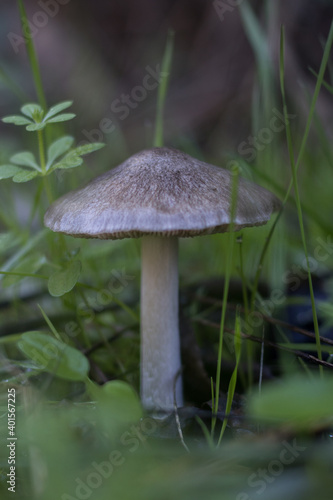 Wild mushrooms with grass around in a forest in autumn