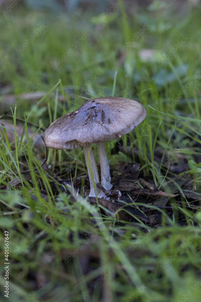 Wild mushrooms with grass around in a forest in autumn Wild mushrooms with grass around in a forest in autumn