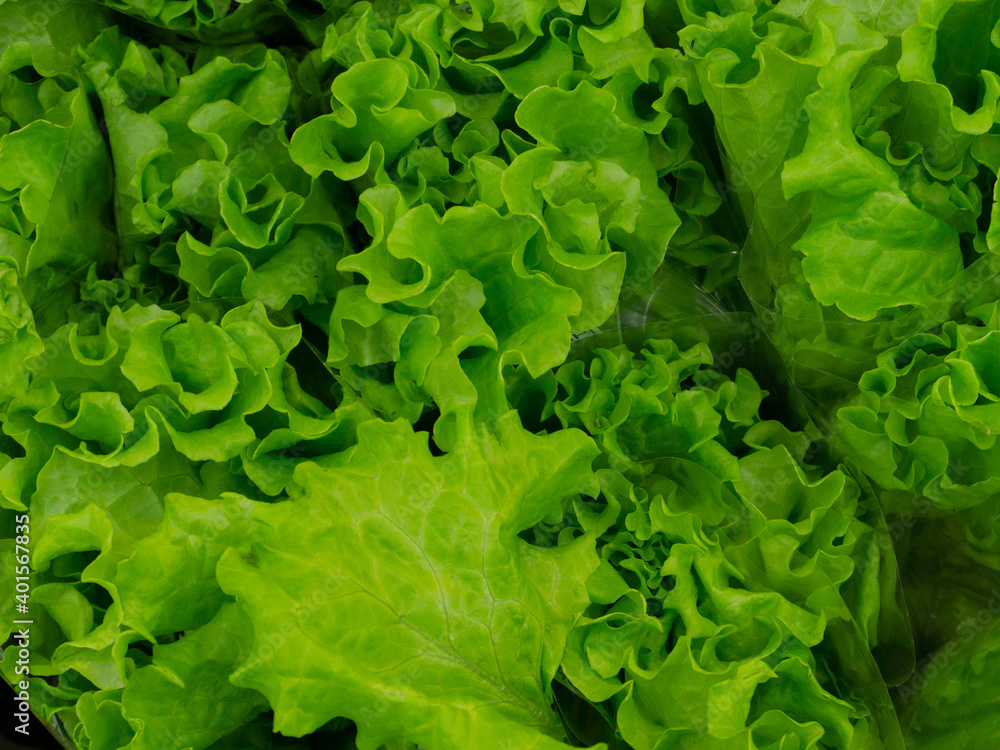 green lettuce leaves in the supermarket, on the counter green lettuce leaves in the supermarket, on the counter