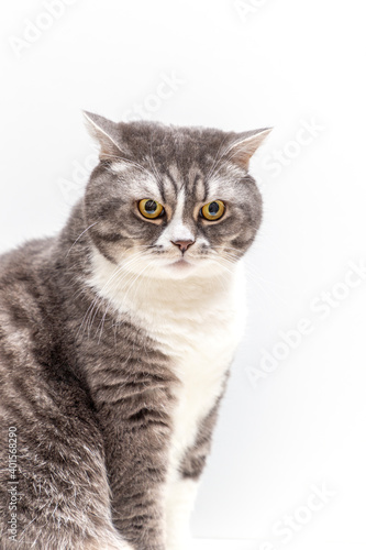 Portrait of British Shorthair cat on a white background. Selective focus. Vertical photography