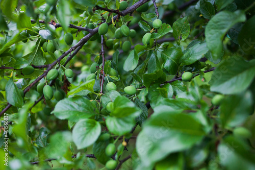 Canvas Print Green unripe plum fruits on the branches of a tree in the garden.