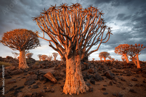 Sunset in Quiver Tree Forest, Namibia, South Africa photo