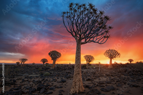 Sunset in Quiver Tree Forest, Namibia, South Africa