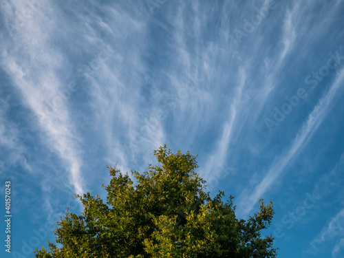 Blue sky with clouds and green tree on the bottom