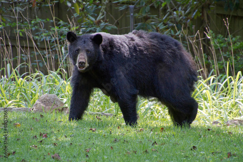 Canvas Print Mama Black Bear With Teats Full of Milk