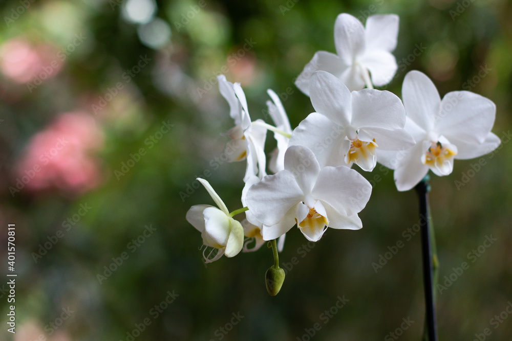 Phalaenopsis em Fundo Verde e Rosa Phalaenopsis em Fundo Verde e Rosa