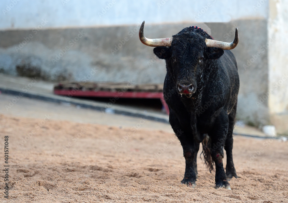 fighting bull with big horns on spain fighting bull with big horns on spain