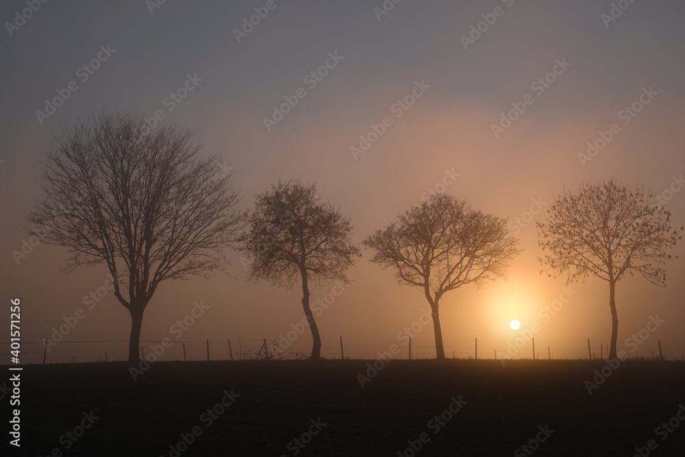 Landscape with thick fog and trees on the horizon
