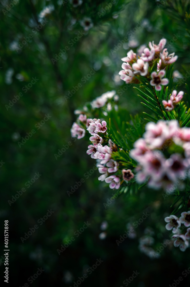 pink and white flowers