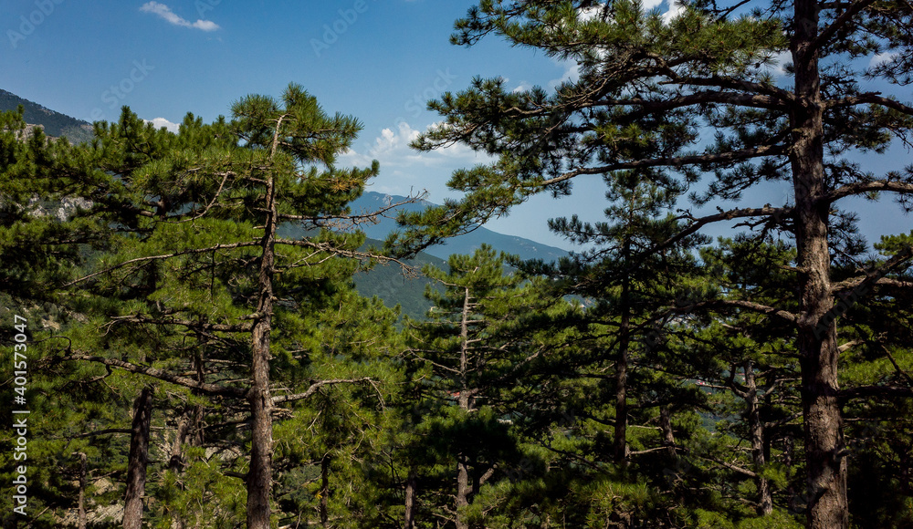 Obraz premium Pine trees on the rocks on the mountain slope of the South Coast of Crimea.