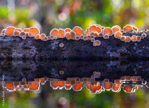 Small mushrooms  photo
