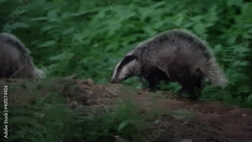 Badgers playing near the den. Offspring are roaming in the forest. Badger offspring near home. European wildlife nature. 