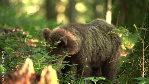 Brown bear searching for food. Bear feed in the forest. European wildlife nature. 