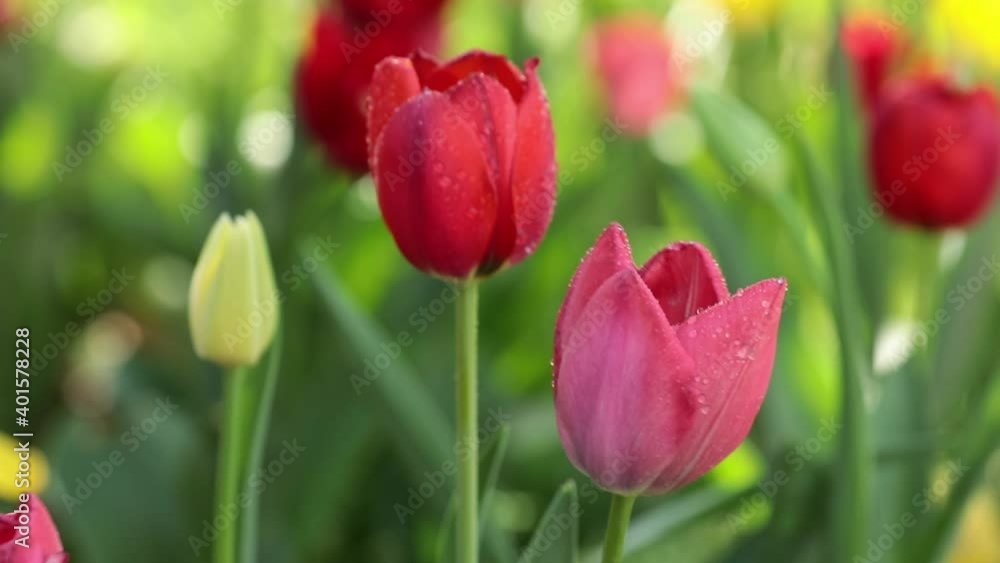 Tulips with dew in the morning, blooming flowers in spring Tulips with dew in the morning, blooming flowers in spring