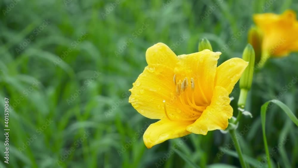 Beautiful yellow lilies keep swaying in the wind, flowers and leaves in the garden Beautiful yellow lilies keep swaying in the wind, flowers and leaves in the garden
