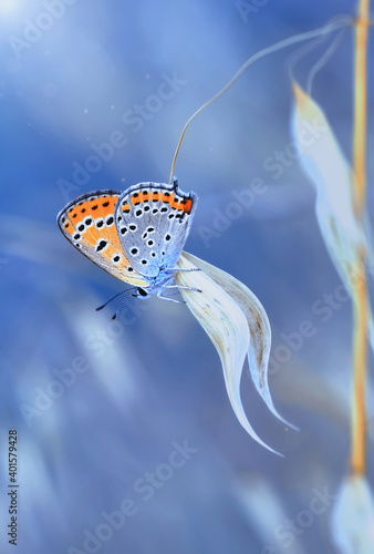 Photography Macro shots, Beautiful nature scene