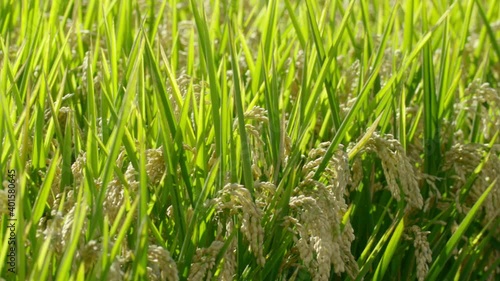 Landscape of a rural rice field, rice swaying in the wind, morning sunlight, panning shot