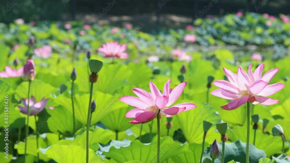 The blooming pink lotus swaying in the wind, with lotus leaves and lotus in the pond in the background The blooming pink lotus swaying in the wind, with lotus leaves and lotus in the pond in the background