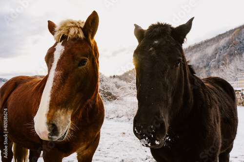 Portrait of two horses, one brown and the other black, standing facing the camera in a snowy landscape © Ivan Acedo