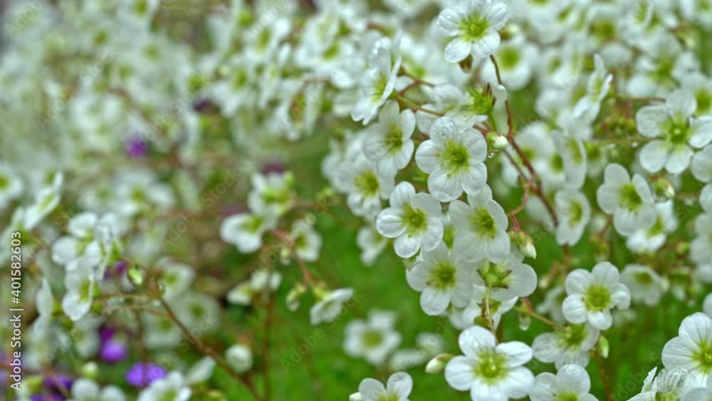 Fresh and graceful white flowers bloom in the garden after the rain Fresh and graceful white flowers bloom in the garden after the rain