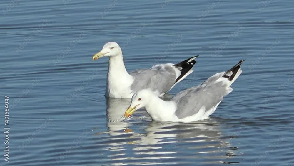 Closeup shot of 2 seagulls swimming together in water, waterfowls on the lake. Closeup shot of 2 seagulls swimming together in water, waterfowls on the lake.
