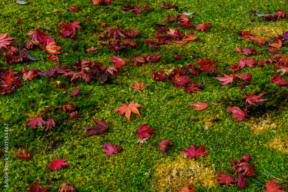 緑の絨毯の上の紅葉