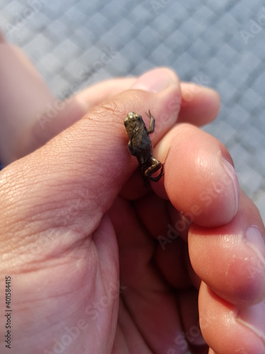 hand holding frog © pixelsinpicture