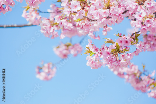 青空をバックに陽光桜
