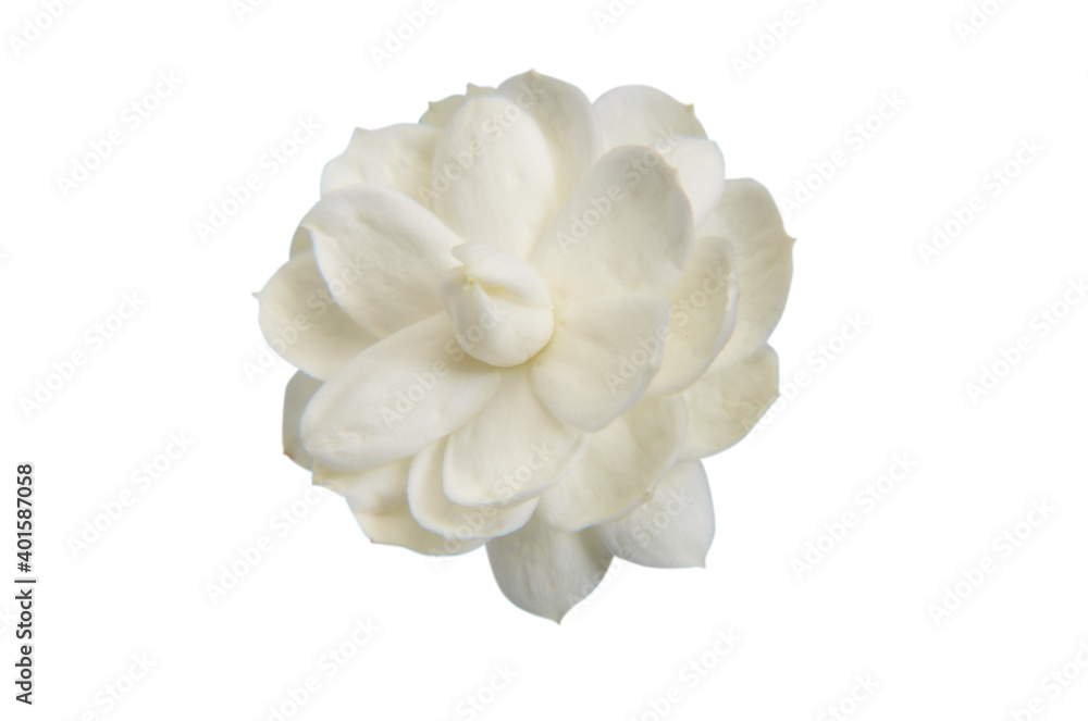 Chatphikul jasmine flower on white background Chatphikul jasmine flower on white background