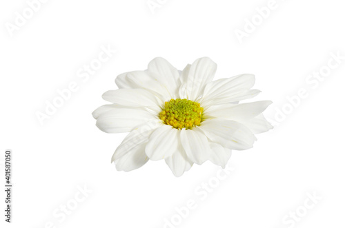 Daisy On White With Clipping Path