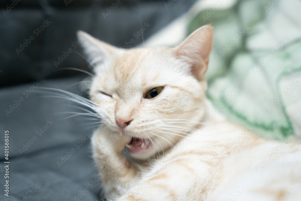 指をくわえる猫 指をくわえる猫