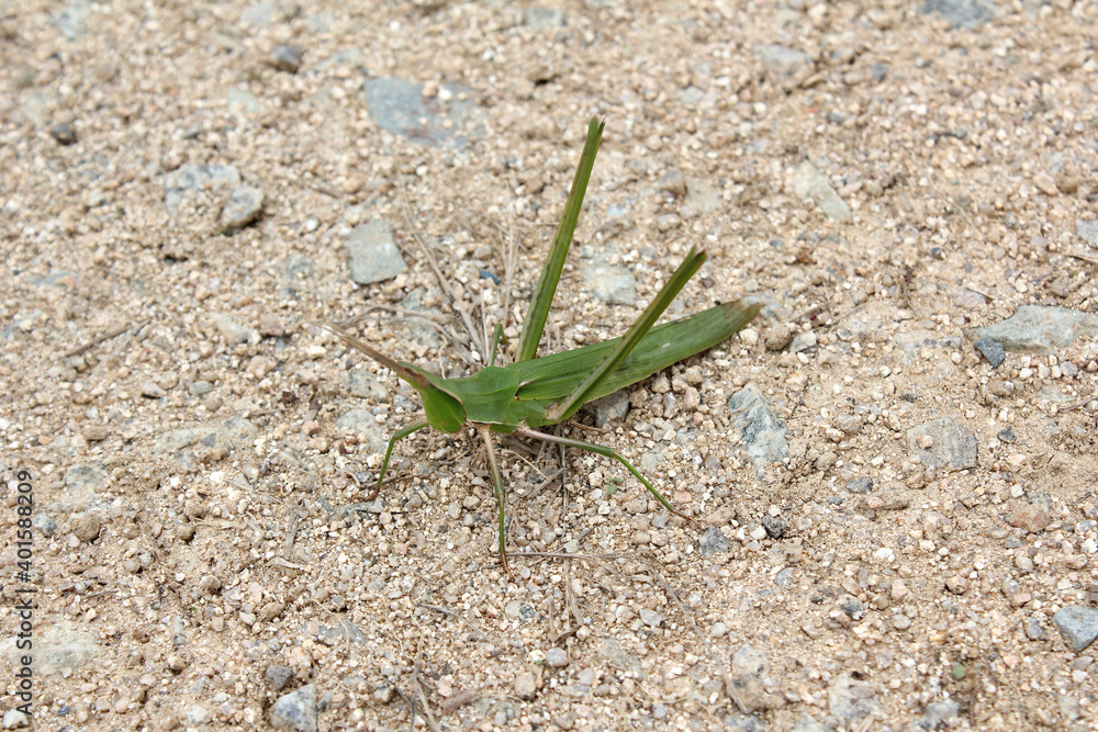 long-headed grasshopper on soil background. long-headed grasshopper on soil background.